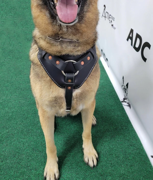 Leather Heavy Duty Mobility Harness - Image 13