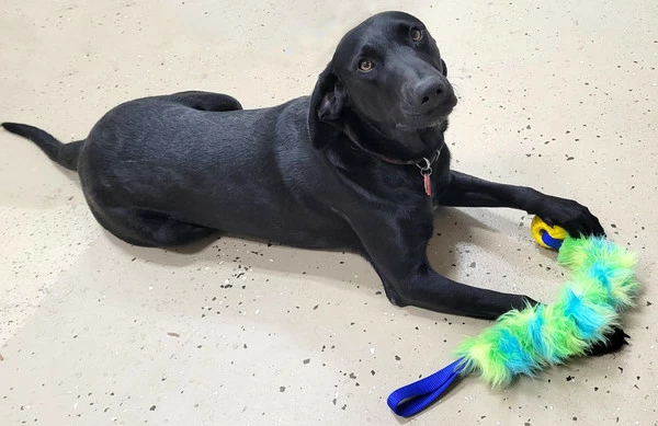 Fur Bungee W/Foam Ball Tug - Image 5