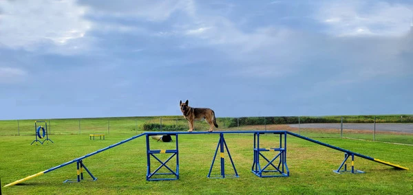 Agility PVC Deluxe Double Dog Walk Bases W/Side Ramps - Image 9