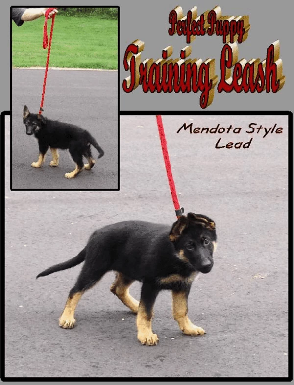 Heavy Nylon Mendota Slip Leash - Image 2