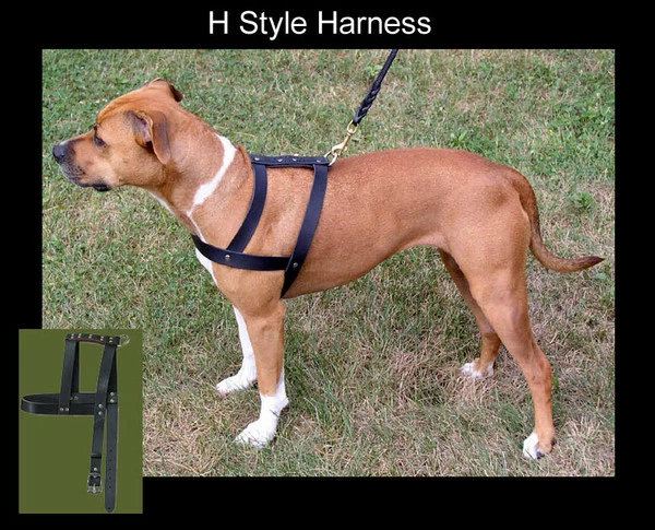 Leather H-Harness - Image 3
