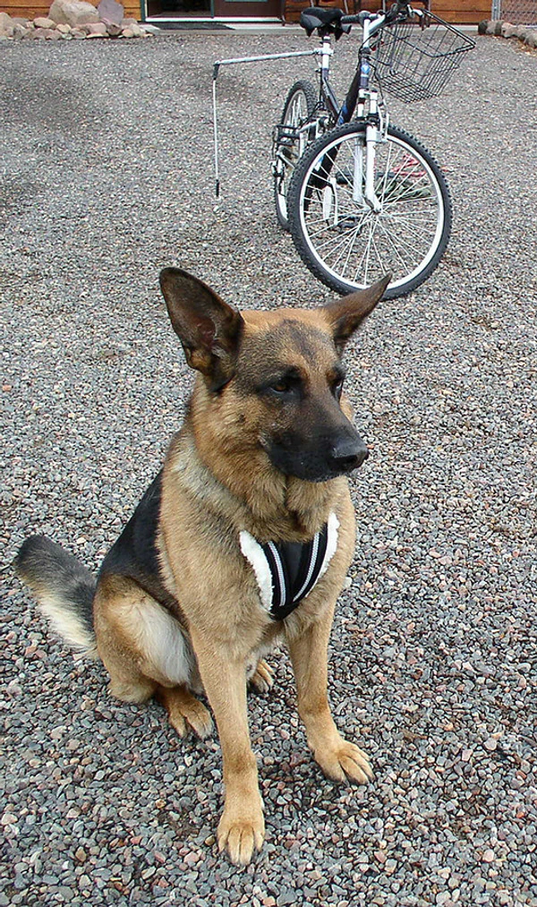 Hundcycler Padded Dog Harness - Image 8