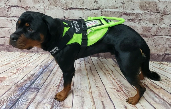 Spacer Mesh Service Dog Cushion Comfort Harness Vest - Image 16