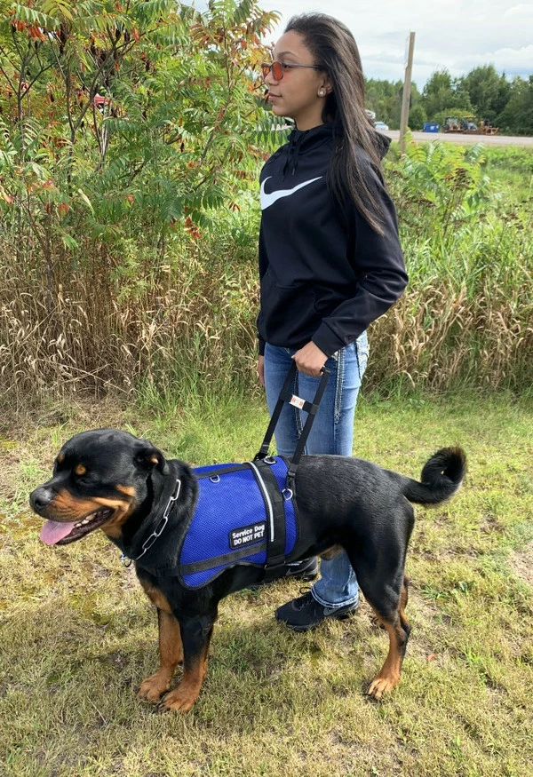 Rigid Clip-On Service Dog Bridge Handle W/Chrome Service Dog ID Band - 12" - Image 9