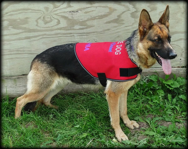 Service Dog Custom Do Not Distract Jacket/Vest - Image 2