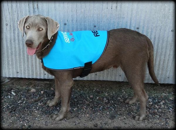 Service Dog Custom Do Not Distract Jacket/Vest - Image 8