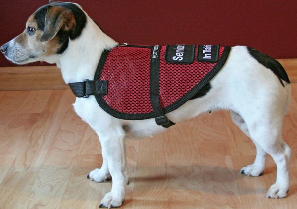 Mesh Service Dog Vest - Sm/Med Dog - Image 2