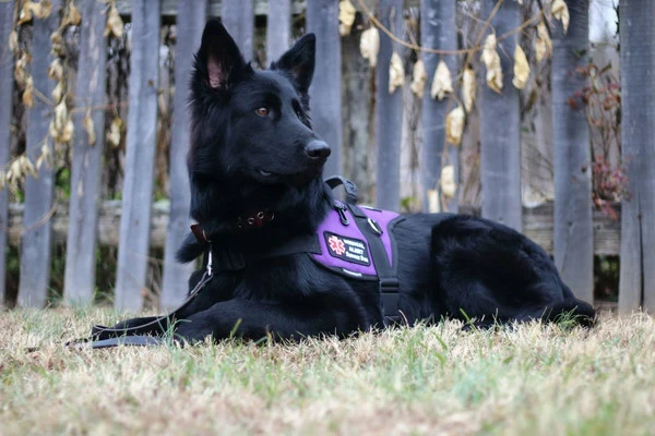 Padded Harness Service Dog Vest - Image 15