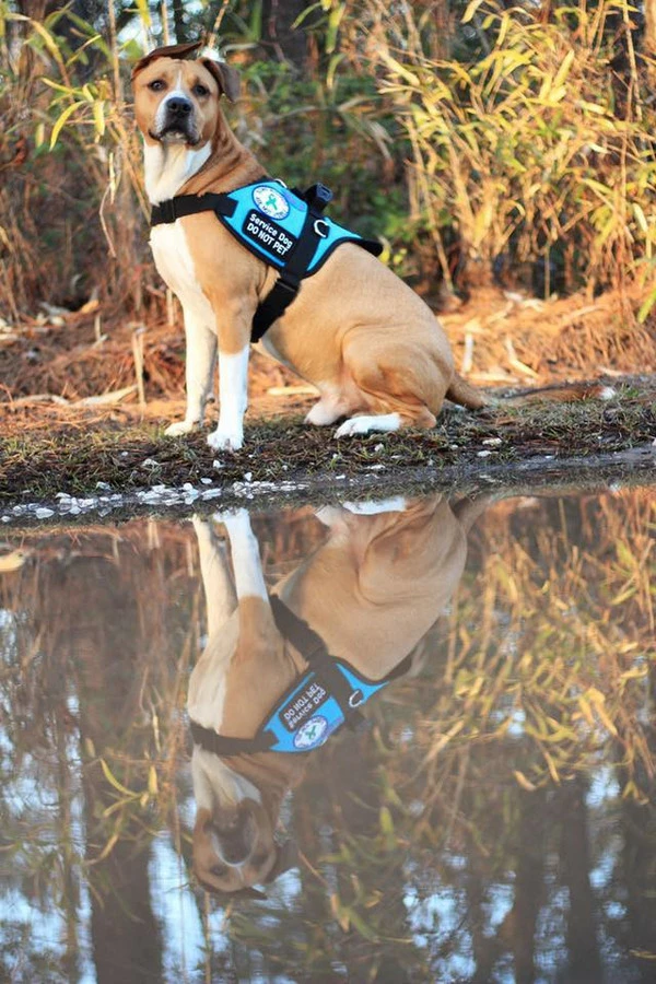 Padded Harness Service Dog Vest - Image 8