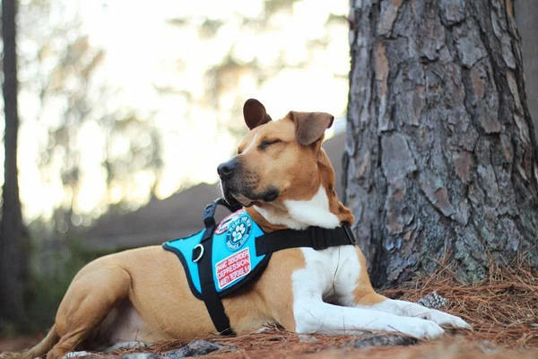 Padded Harness Service Dog Vest - Image 4
