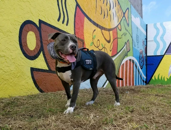 Padded Harness Service Dog Vest - Image 10