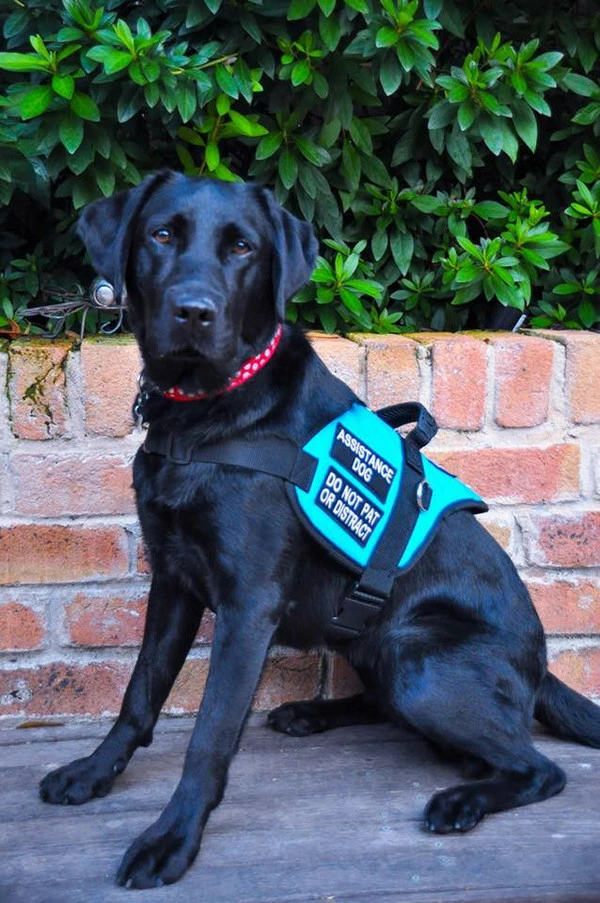 Padded Harness Service Dog Vest - Image 17