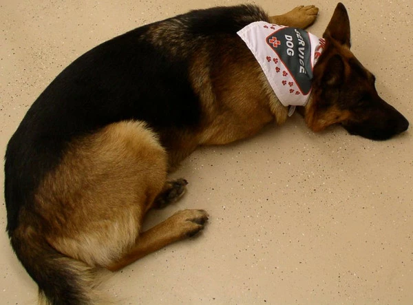 Working Dog Bandana - Image 8