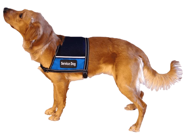 Service Dog Mesh Cape Vest W/ Clear Vinyl Pocket - Image 5