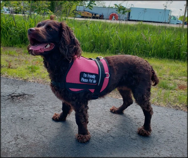 Service Dog Breathable Mesh Vest - Image 3