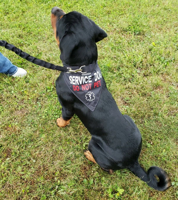 Service Dog Reflective Bandana Dog Collar - Image 4