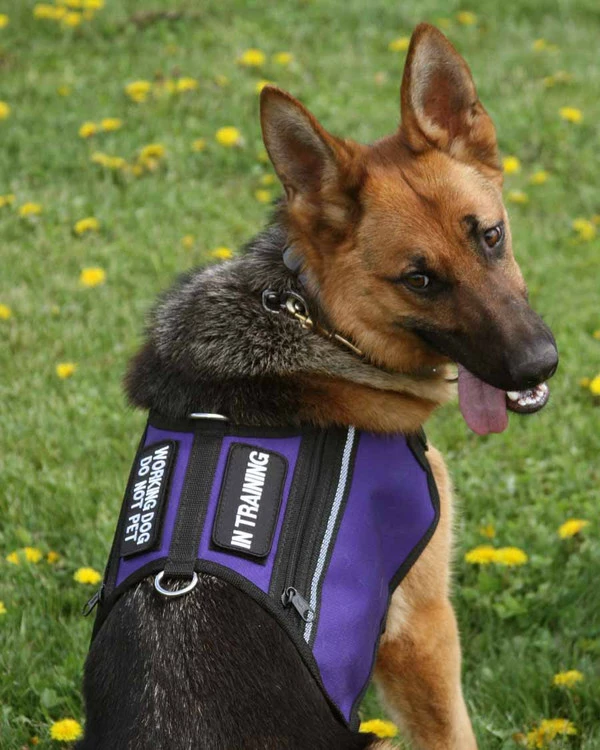 Butterfly Cape Service Dog Vest With Pockets - Image 5