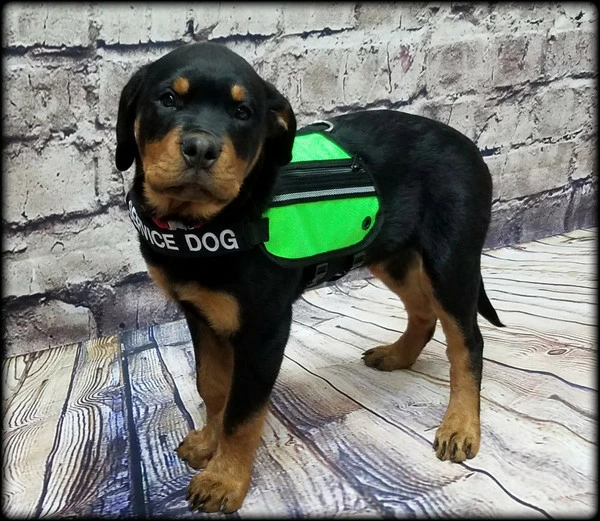 Butterfly Cape Service Dog Vest With Pockets - Image 3