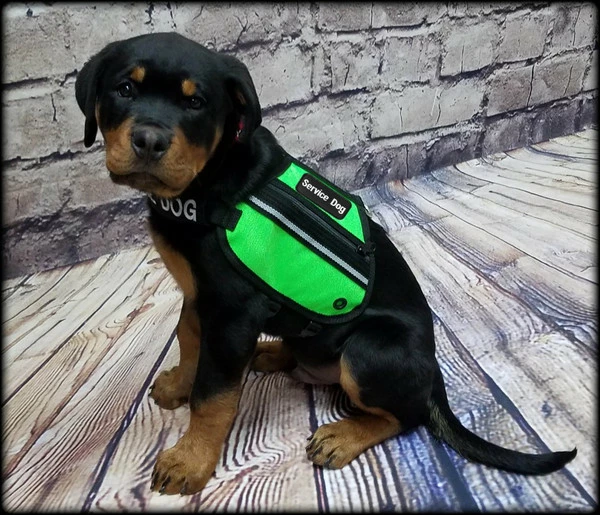Butterfly Cape Service Dog Vest With Pockets - Image 10