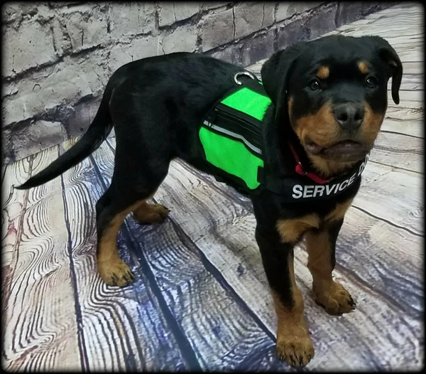 Butterfly Cape Service Dog Vest With Pockets - Image 6