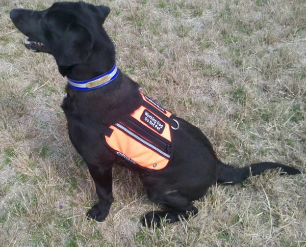 Butterfly Cape Service Dog Vest With Pockets - Image 9