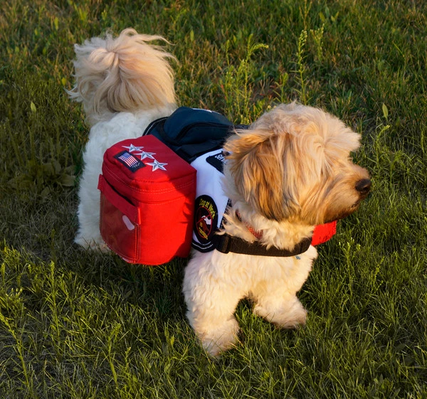Patriotic Tri Pack Service Dog Vest - Image 8