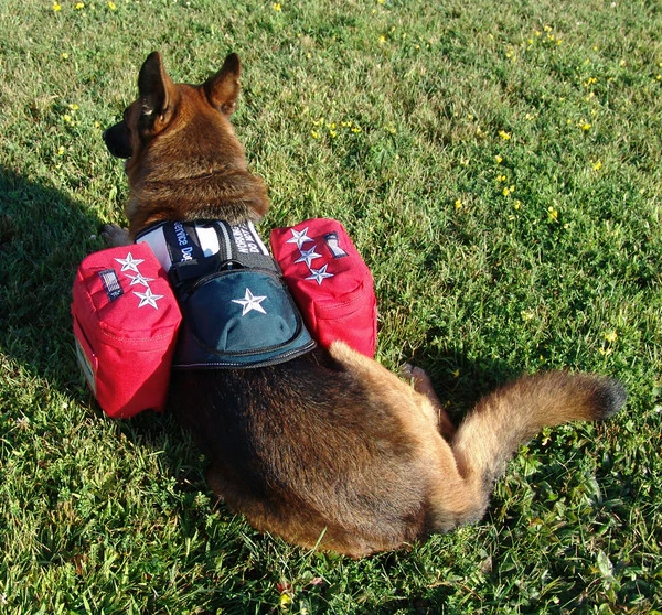 Patriotic Tri Pack Service Dog Vest - Image 4