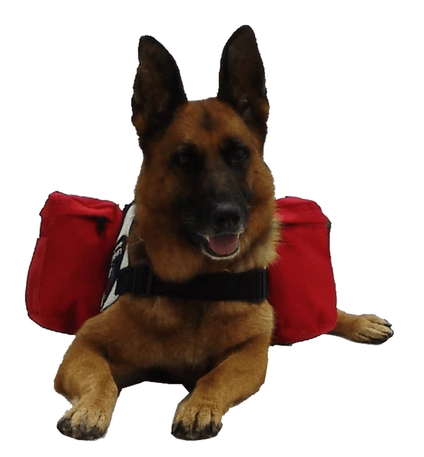 Patriotic Tri Pack Service Dog Vest - Image 20