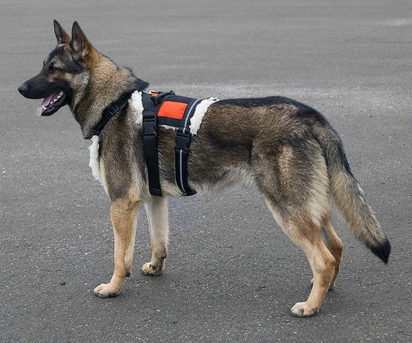 Search & Rescue Hi-Vis Tracking Harness - Image 9