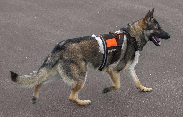 Search & Rescue Hi-Vis Tracking Harness - Image 11