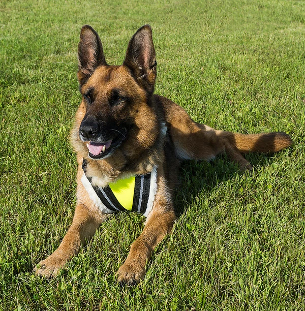 Search & Rescue Hi-Vis Tracking Harness - Image 8