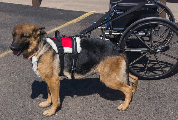 Wheelchair Pulling Harness - Image 6