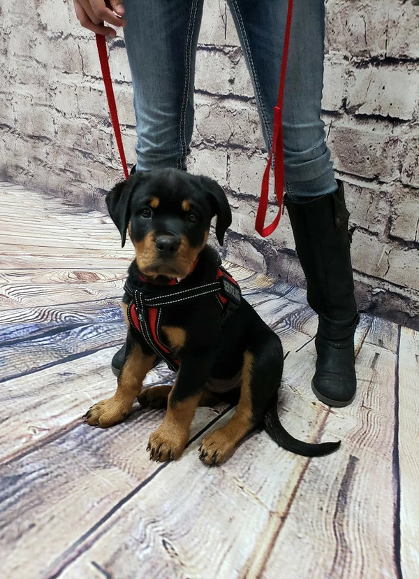 Service Dog Starter Kit - Padded Air-Tech Service Dog Harness Vest + Clip-on Bridge Handle & More - Image 16