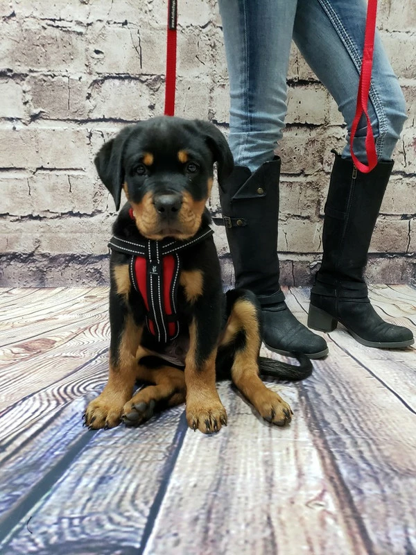 Service Dog Starter Kit - Padded Air-Tech Service Dog Harness Vest + Clip-on Bridge Handle & More - Image 7