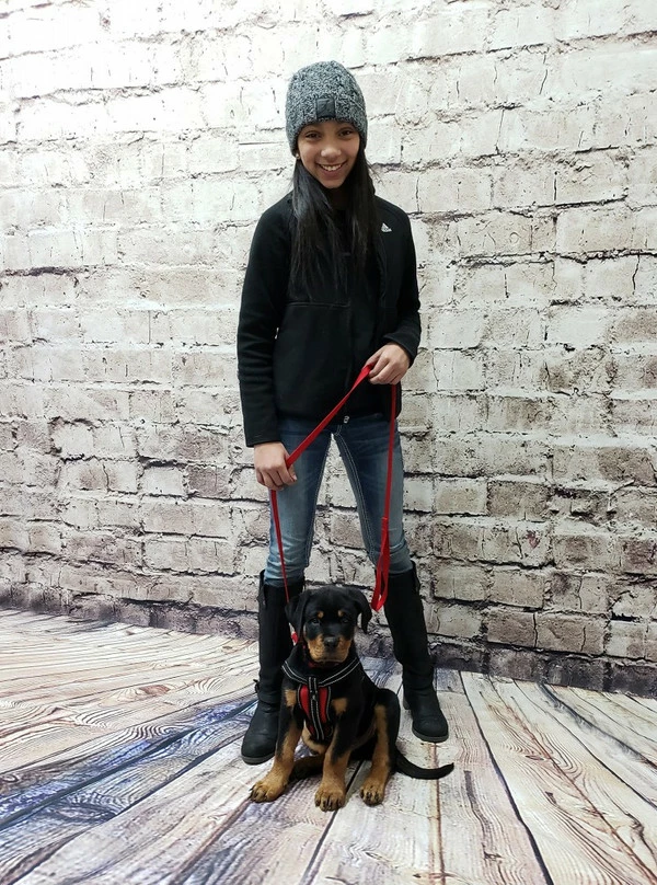 Service Dog Starter Kit - Padded Air-Tech Service Dog Harness Vest + Clip-on Bridge Handle & More - Image 5