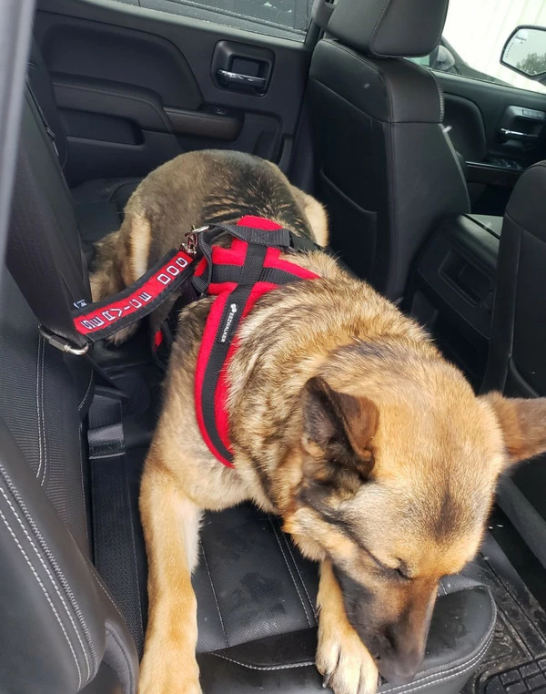 Service Dog Seat Belt Connector - Image 5