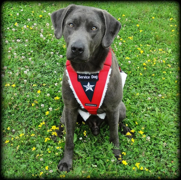 Patriotic Pulling & Balance Harness - Image 2
