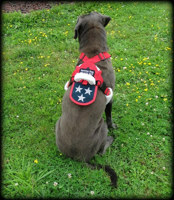 Patriotic Pulling & Balance Harness - Image 4