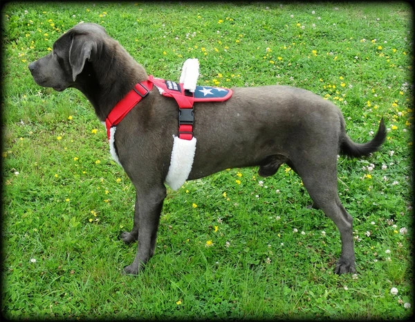 Patriotic Pulling & Balance Harness - Image 6
