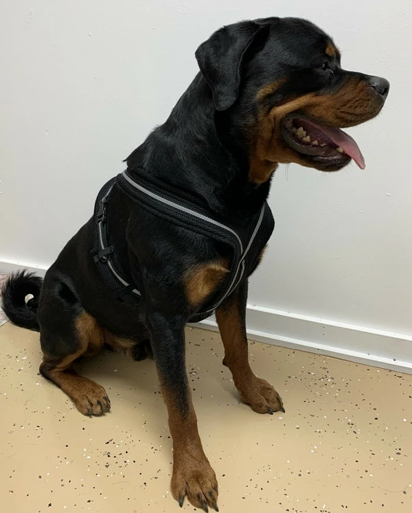 Padded Easy Walk Harness No Pull Dog Vest- Black Reflective Spacer Mesh - Image 15