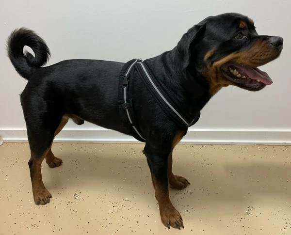 Padded Easy Walk Harness No Pull Dog Vest- Black Reflective Spacer Mesh - Image 16