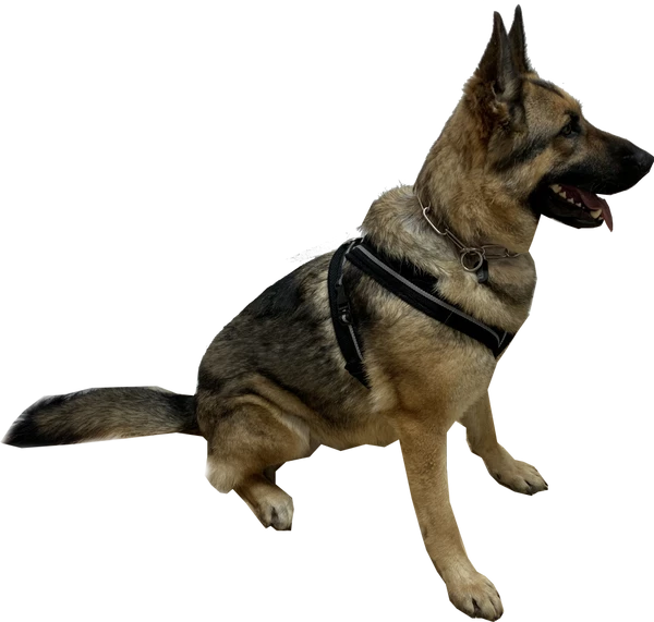 Padded Easy Walk Harness No Pull Dog Vest- Black Reflective Spacer Mesh - Image 2