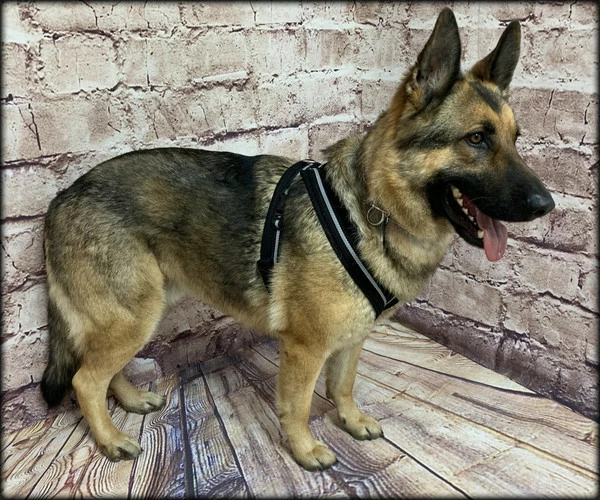 Padded Easy Walk Harness No Pull Dog Vest- Black Reflective Spacer Mesh - Image 11