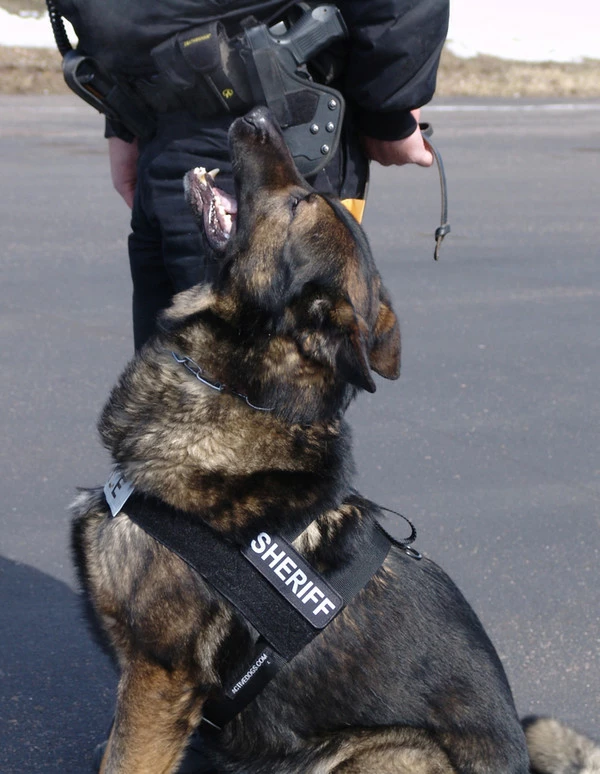 Nylon Patrol Harness - Image 6