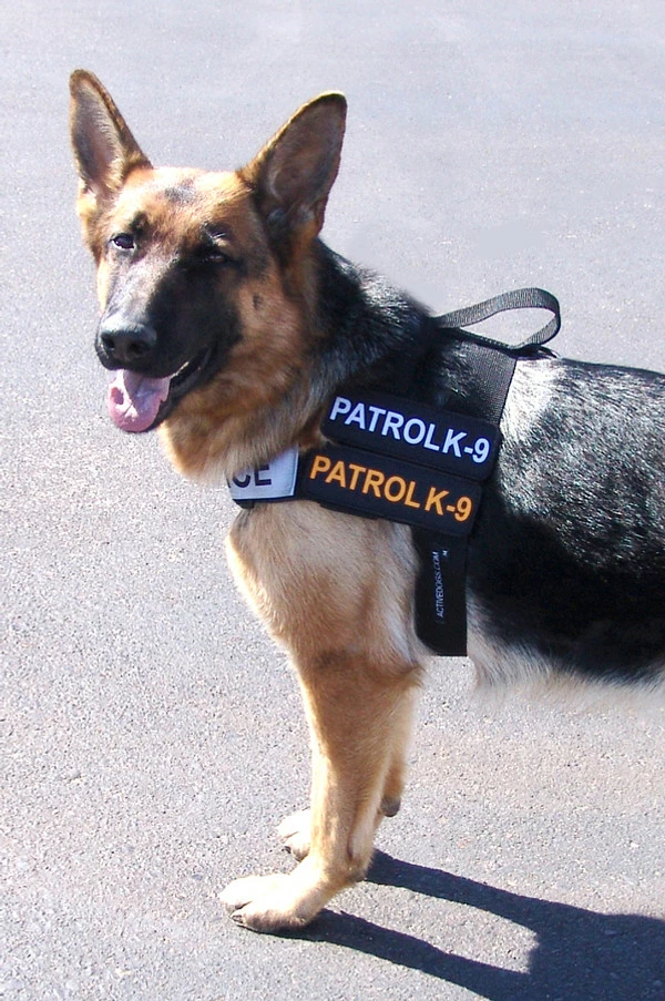Nylon Patrol Harness - Image 11