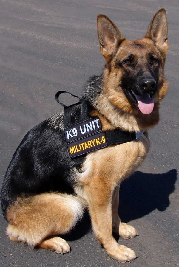 Nylon Patrol Harness - Image 9