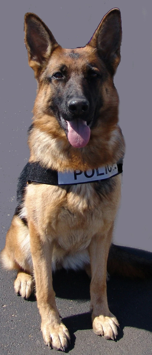 Nylon Patrol K9 Harness W/ GT Buckle - Image 6