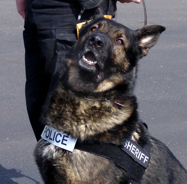 Nylon Patrol Harness - Image 8