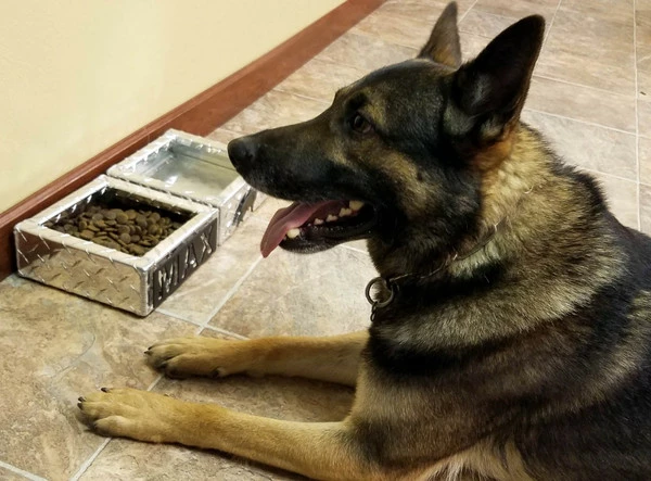 Personalized Water & Food Bowl Set - Image 7