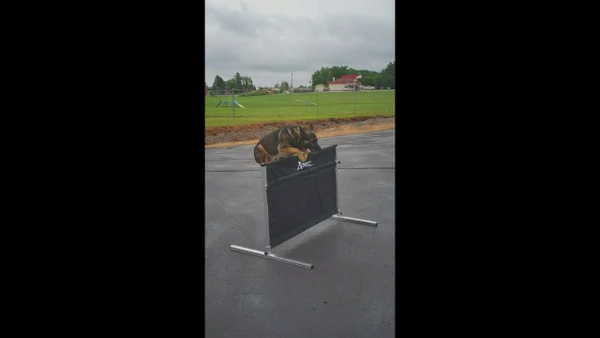 IPO/IGP/Schutzhund Aluminum Pendel Hurdle Jump - Image 6